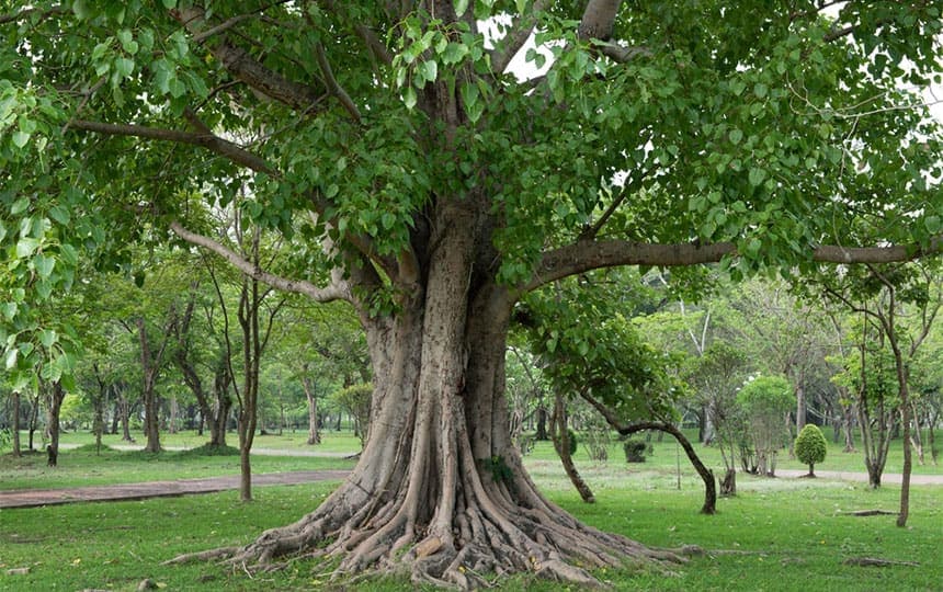 Peepal Tree
